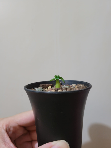 羊角沙漠玫瑰種子Dorset horn adenium (seeds)